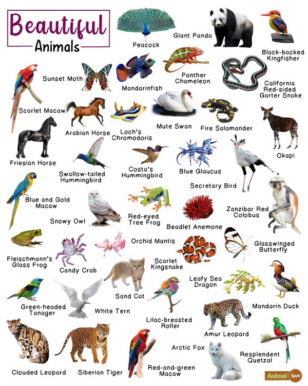 Ask Swell-What is your favorite animal?