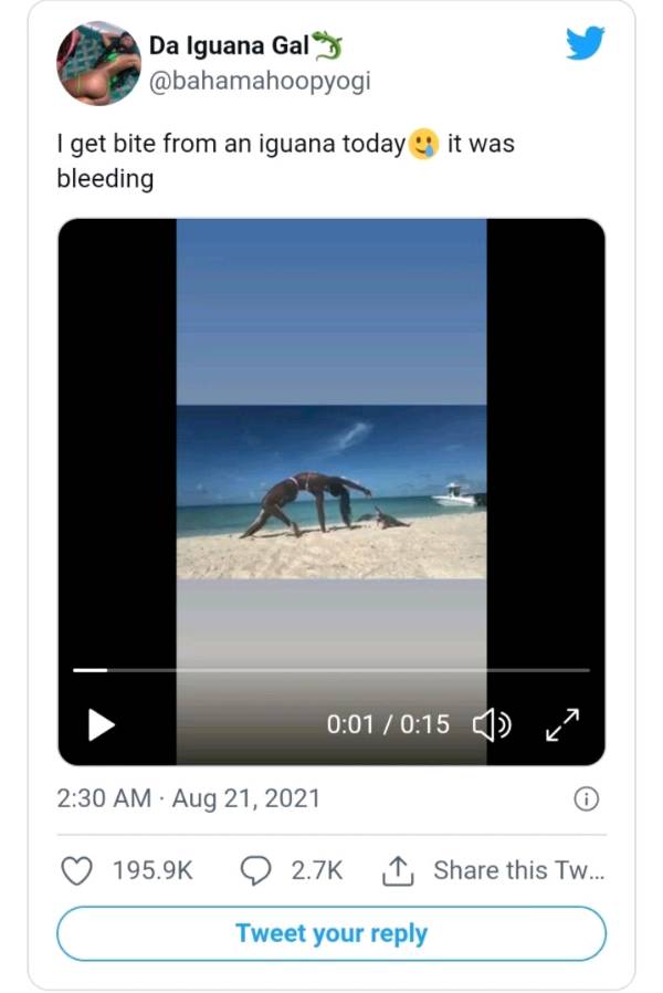 Yoga Instructor on Beach Bitten by Iguana in Viral Video Viewed 3.5 Million Times