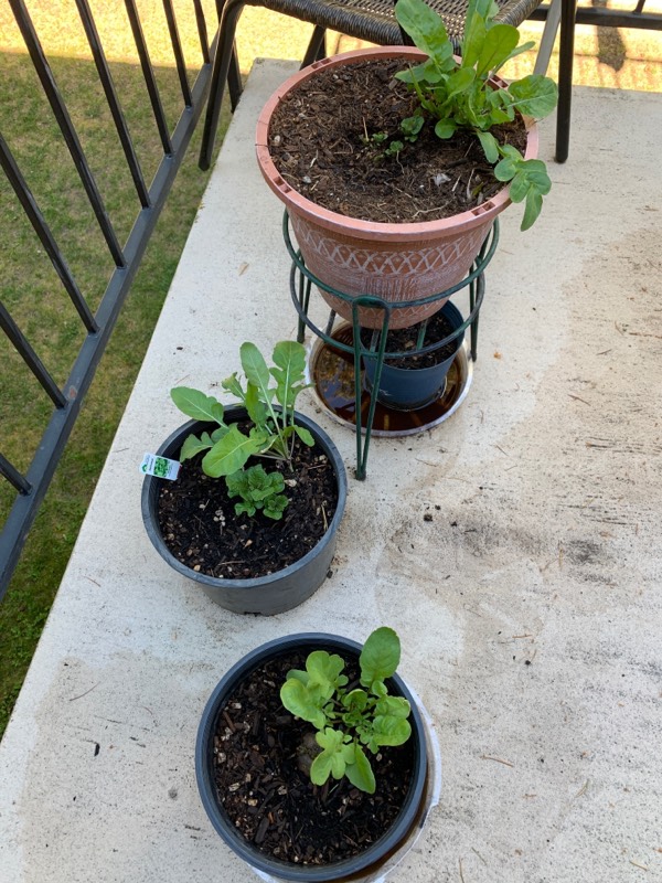 Growing potatoes