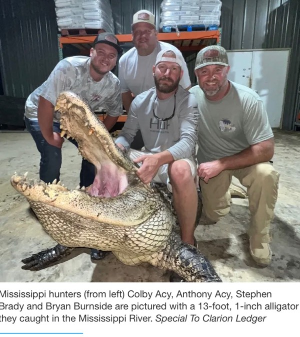 800 pound alligator