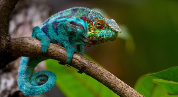 The Colour-changing Chameleon