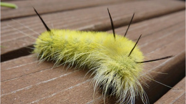 Cute Nasty Caterpillar