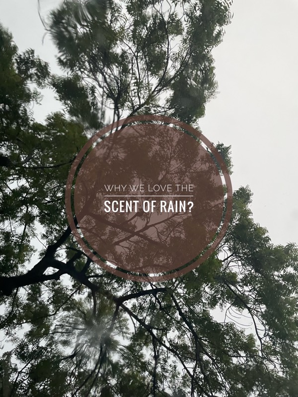 Why we love the smell of rains?