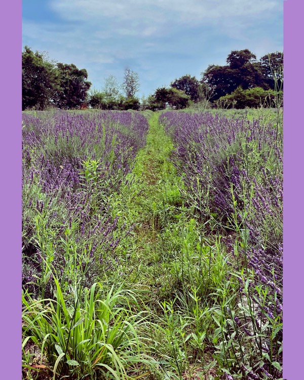 "Lavender Fields" - Poetry 7/1/23