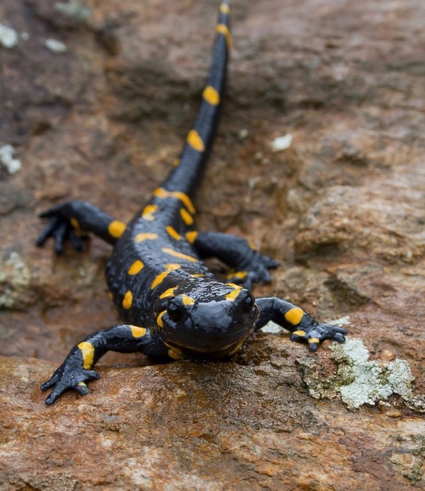 Regrowing human body parts, the salamanders secret.