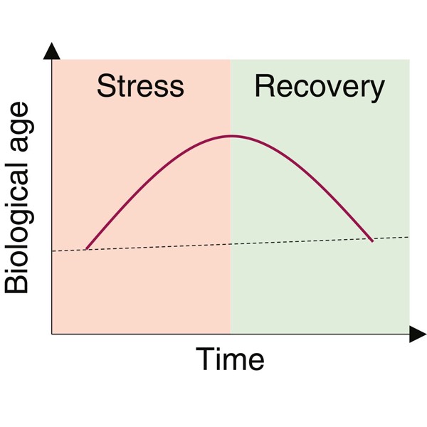 Do you lead a stressful life? New research on stress and aging