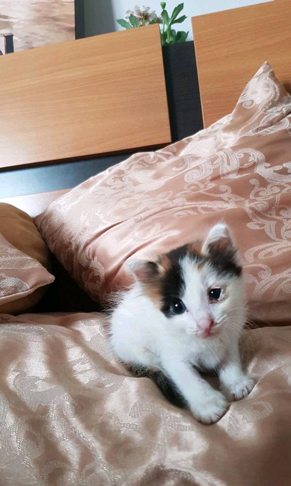 Any tips to raise a kitten?