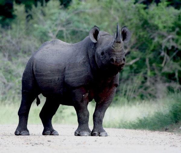 Black Rhinos in Kenya #1280