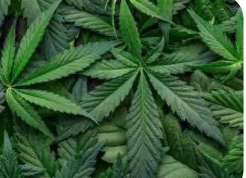The Benefits and Risks of Medical Marijuana