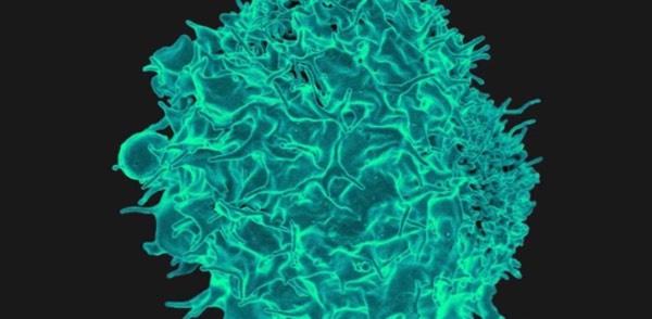 T Cells Fight Tumors