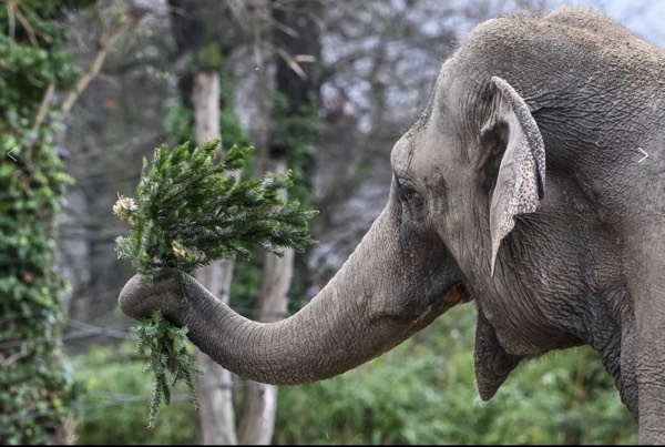 Elephants eating Christmas Trees #1263