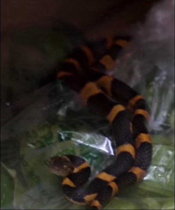 A Snake in the produce box. #1258