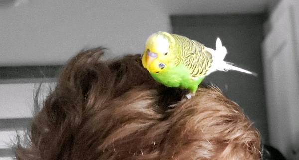 My Son's Broken Heart ~ my son lost his favorite budgie parakeet. Seeing him break is devastating.  Do you experience your child's hurt?