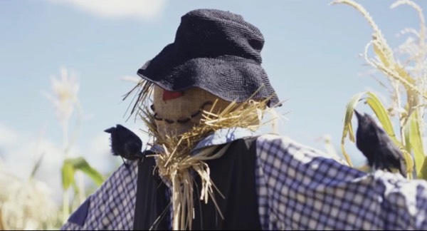 Do Scarecrows Work?