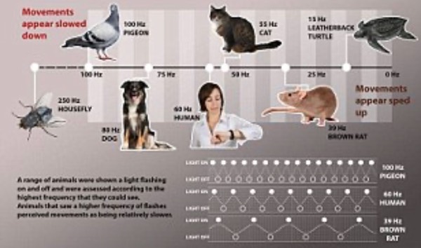 Animals Time Perception