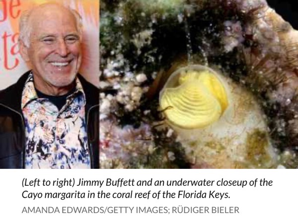 Jimmy Buffett Snail