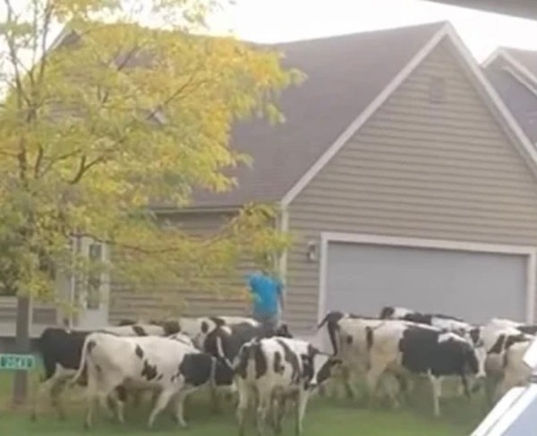 Cows Invade Wisconsin Neighborhood