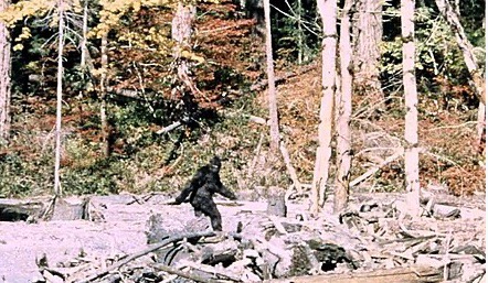 Bigfoot Sightings and Black Bears #1285