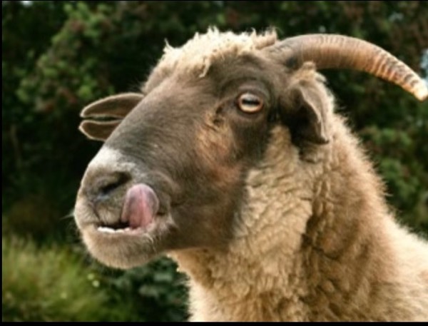 Why Are Goat Eyes So Weird