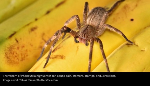 Spider Venom Could Be New Viagra