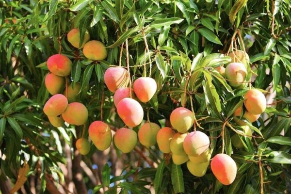 Mango rashes and mango orchards