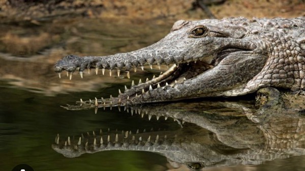 Dozens of crocodiles escape in China