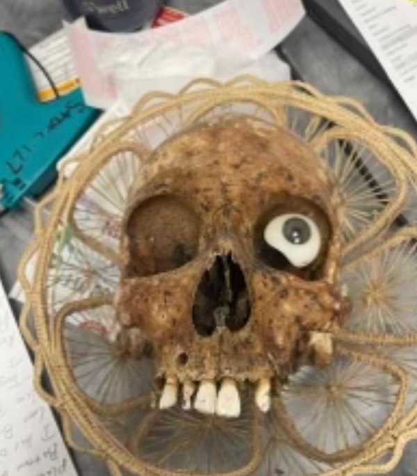 Human skull in Goodwill Box