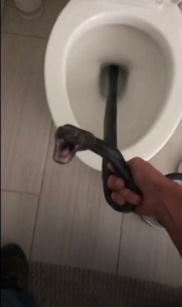 A Snake in the toliet
