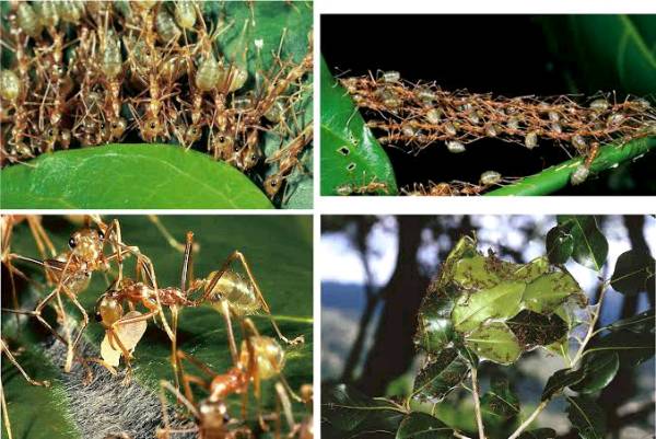 Consuming Ants really improve eyesight!!!