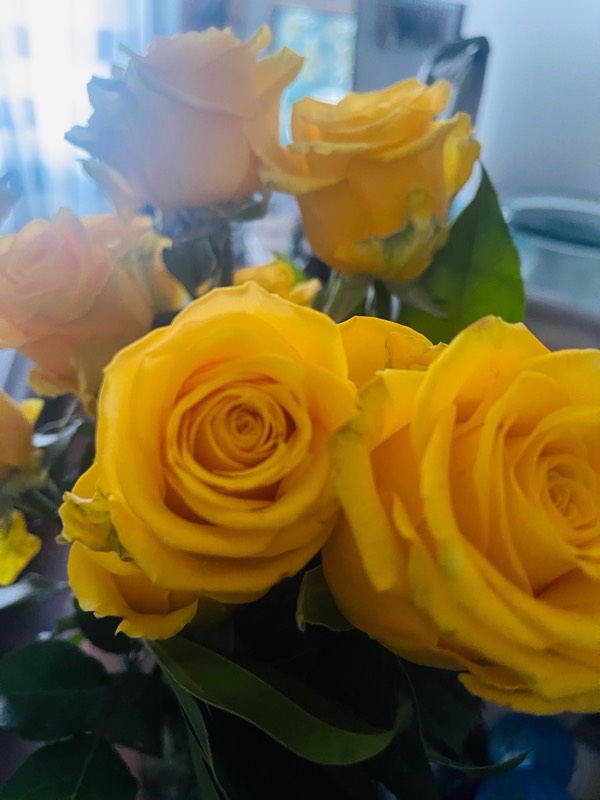💐🌹My Yellow Roses: Super Excited that you’re mine! 💐🌹💖💖