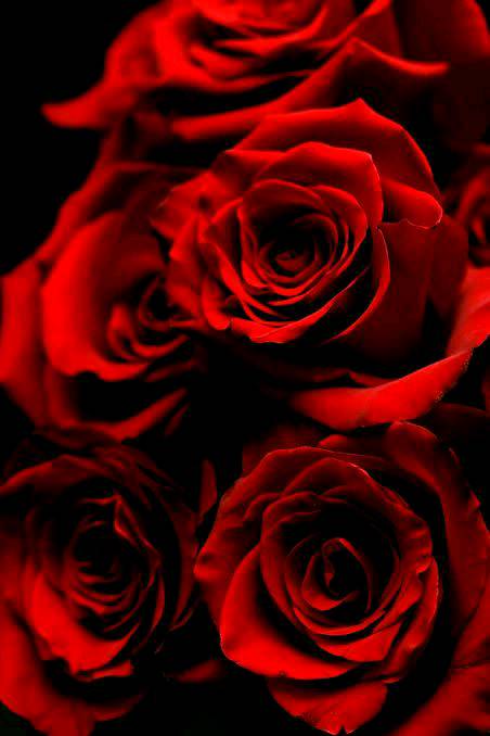 Why red roses considered as romantic and love?🌹