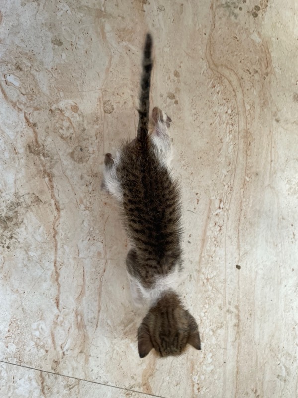 Choti (tiny kitten)