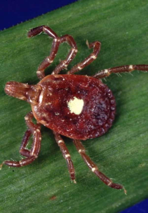 The Meat Tick