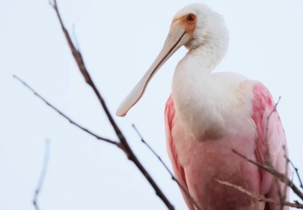 First Visit in 178 Years for Roseate Spoonbill