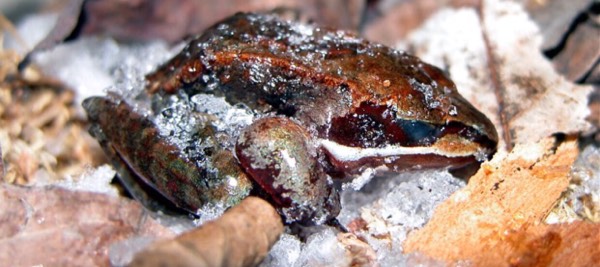 A frog that freezes for a period of time and returns back to normal
