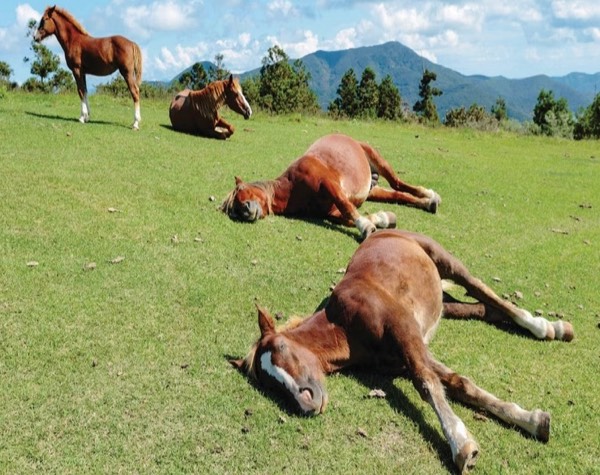 Horses sleep standing. Why?