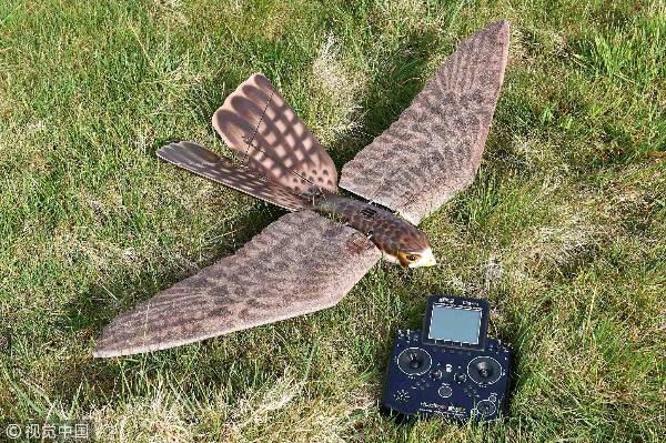 Is Robotic falcon boon for birds?