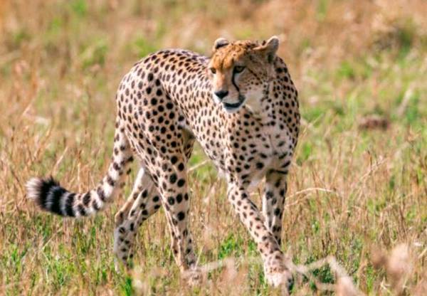 No answers to cheetah deaths