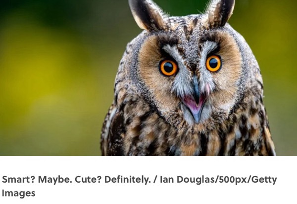 Are Owls really wise? #1367