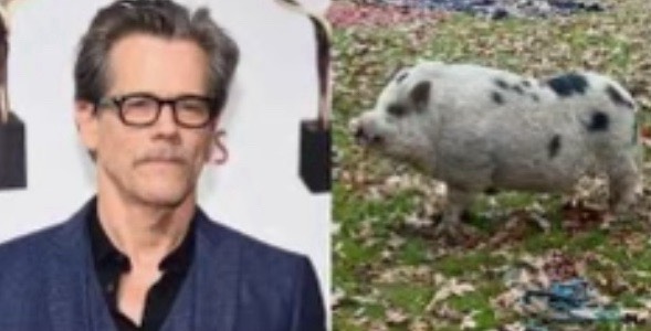 Kevin Bacon a pig on the loose #1375