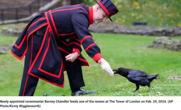 A new Ravenmaster in London #1376