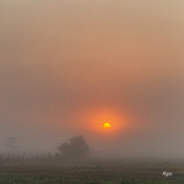 The Rick Porchia Podcast