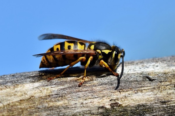 Why you don’t mess with wasps 🐝….