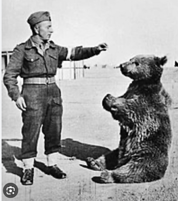 Polish Bear WW2 Hero