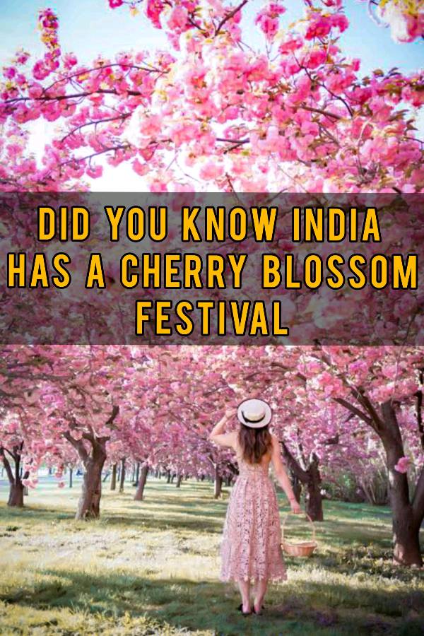 Witness the magical cherry blossom festival in India !