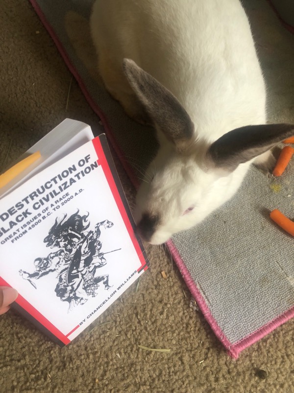 Me and Bun Bun Agree: ‘Destruction of Black Civilization’ is a Grand Study of Multiculturalism—To Inform Not Divide 😀