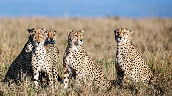 Reintroduction of cheetah in India