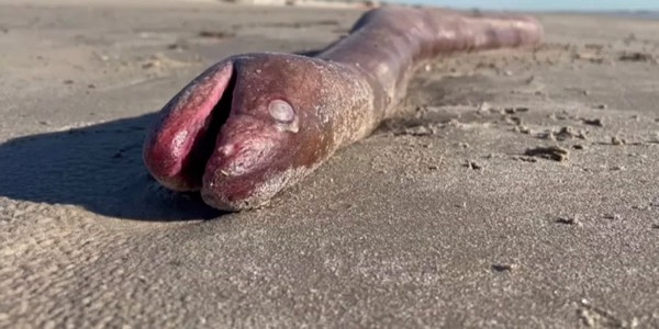 Massive Eel washes up on shore
