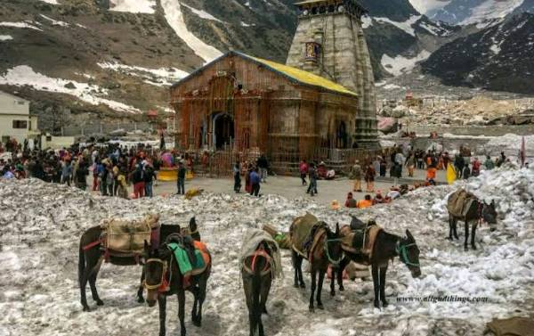 Kedarnath पैदल मार्ग पर अब तक 103 घोड़ा-खच्चर की मौत, लापरवाही और उचित आहार न मिलने से मर रहे पशु