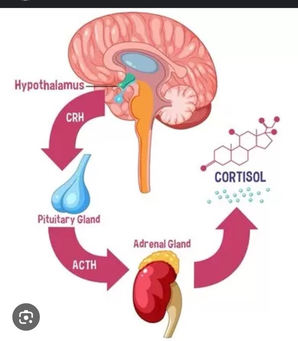Neuro Vibe